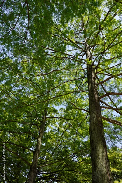 Fototapeta 春の木