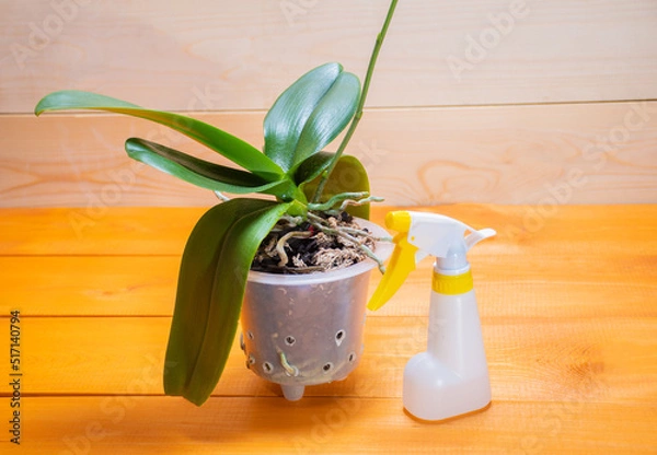 Fototapeta Aerial roots of a healthy orchid in the right substrate and planters for growing an exotic plant at home: a place for text on a wooden background, selective focus on aerial roots, spraying