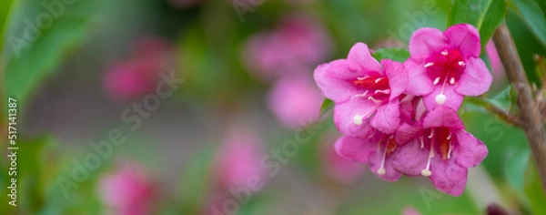 Fototapeta Inflorescence of pink bells of a plant with the scientific name "veigela": a place for text, soft focus, blurred background of a blooming garden in spring and summer, pink flower banner