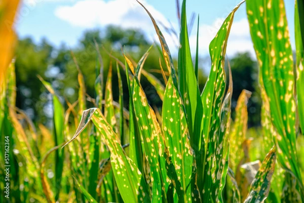 Fototapeta Corn plants wilting and dead after wrong applying herbicide in cornfield. Damage to agribusiness, insured event, reason for indemnification events. Abuse of pesticide use in agriculture
