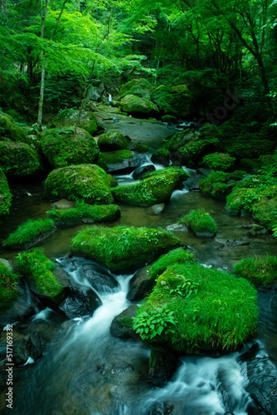 Obraz 苔と川流れ