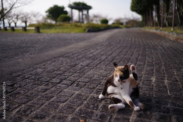 Obraz おかしな格好をする猫