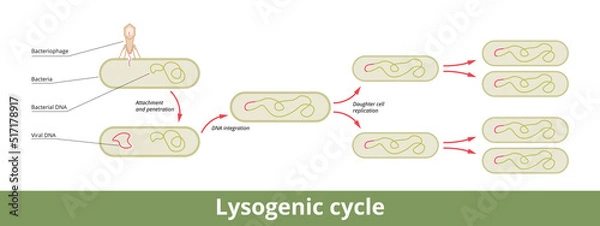 Fototapeta Lysogenic cycle. The viral reproduction cycle is characterized by integrating the bacteriophage nucleic acid into the host bacterium's genome or forming a circular replicon in the bacterial cytoplasm