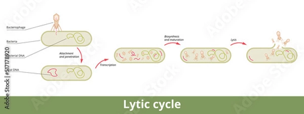 Obraz Lytic cycle. A cycle of viral reproduction via bacterial cell with its stages: attachment, penetration, transcription, biosynthesis, maturation, and lysis.