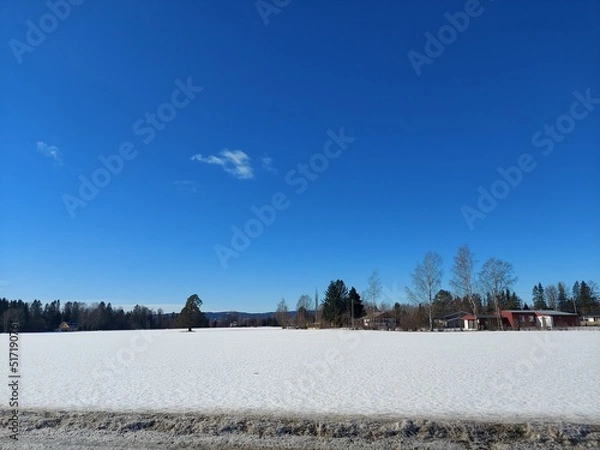 Obraz snow covered trees