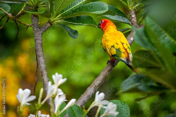 Obraz parrot in nature