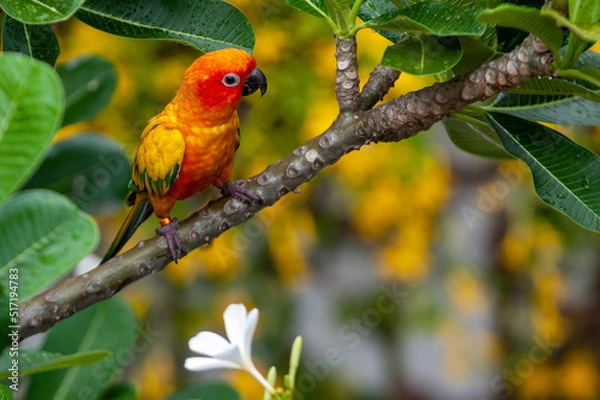 Obraz parrot in nature