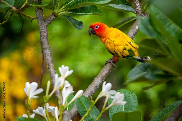 Obraz parrot in nature