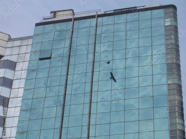 Fototapeta 鳥の影 bird shadow