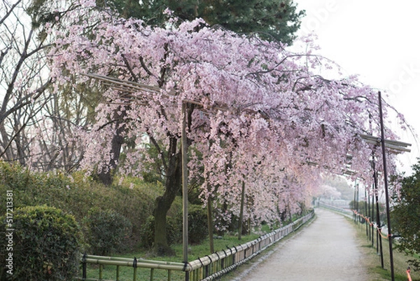 Obraz 半木の道　しだれ桜