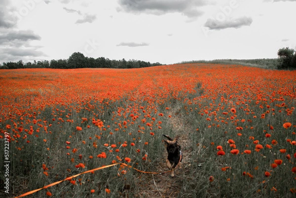 Obraz Hund im Mohnfeld