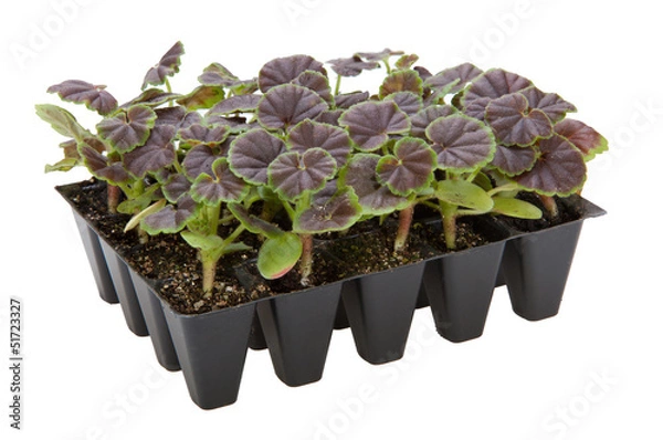 Obraz Gernaium plants in seed tray ready for potting up