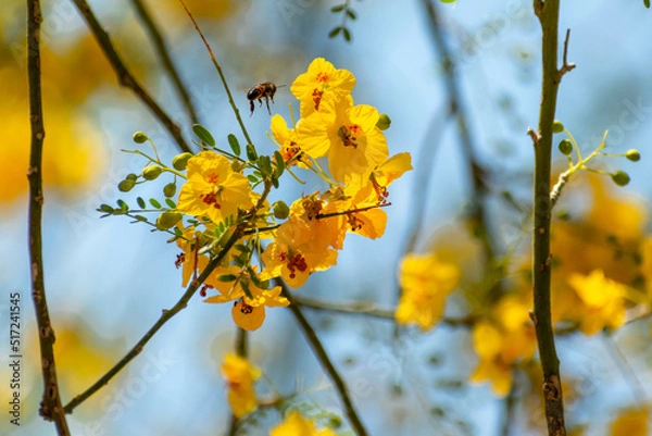 Obraz bee with yellow flowers on a tree
