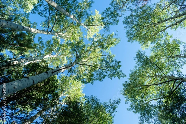 Obraz branches against blue sky