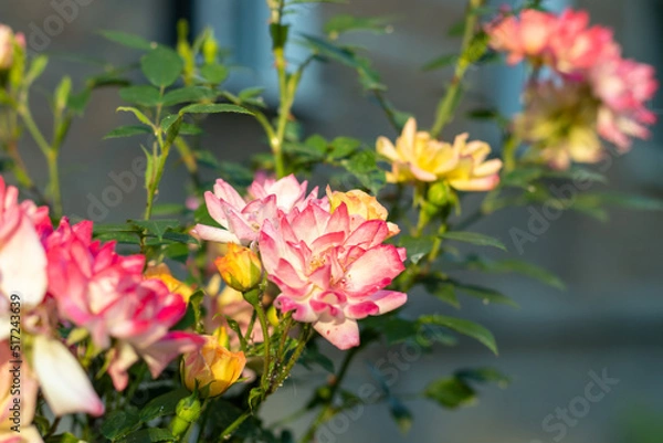 Fototapeta A rose bush with many multicolored roses in bloom. Selective focus.