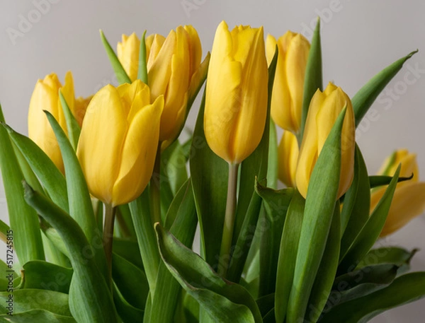 Obraz yellow tulips