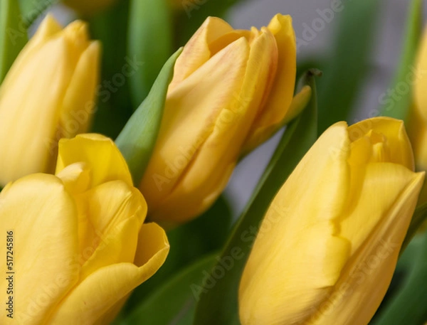 Obraz yellow tulips