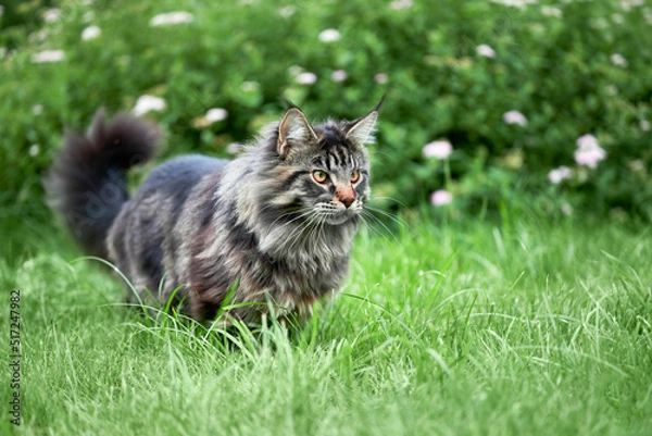 Obraz Playing Maine coon cat, copy space