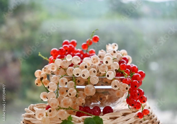 Fototapeta White and red currants. Fresh fruit on the background of the garden