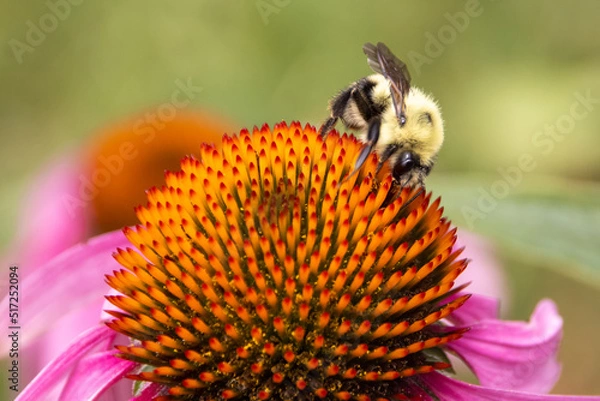 Fototapeta bee on flower