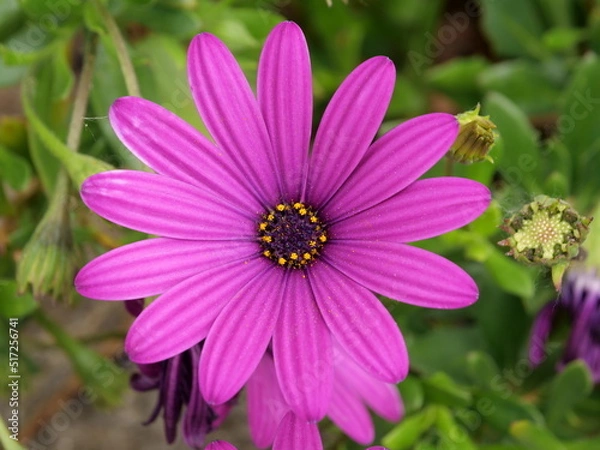 Obraz paquerette violette 