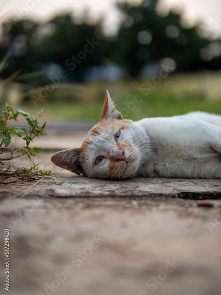 Obraz Stray cat chilling