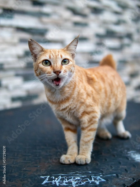 Obraz cat on the street