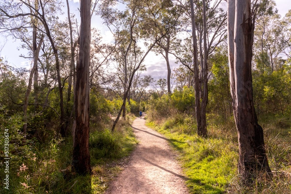 Fototapeta Bush walking trail in native Australia on a sunny, autumn day. 