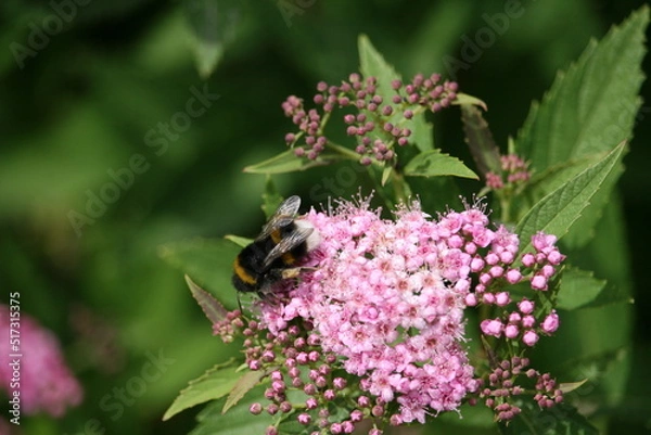 Obraz Bug sitting on a flower