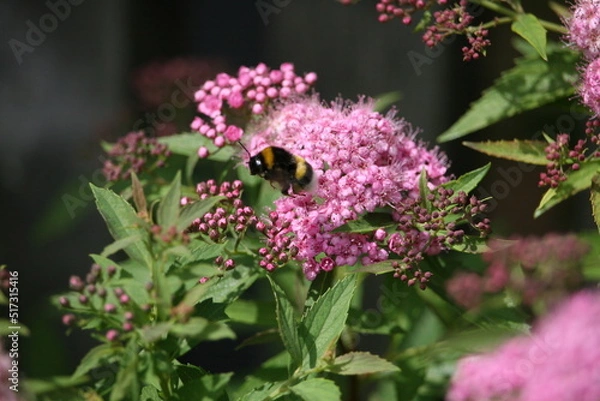 Obraz Bug sitting on a flower