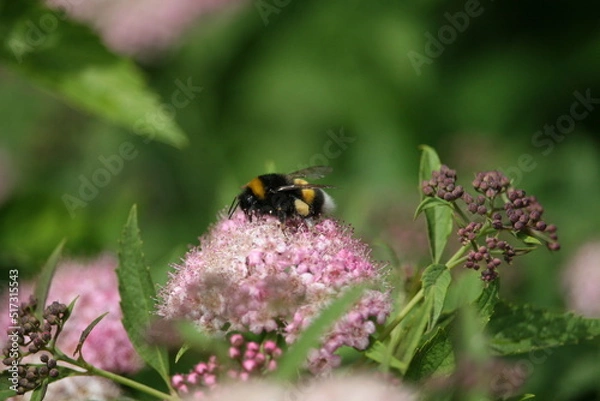 Obraz Bug sitting on a flower