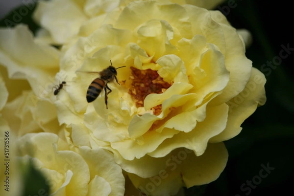 Fototapeta Bug sitting on a flower