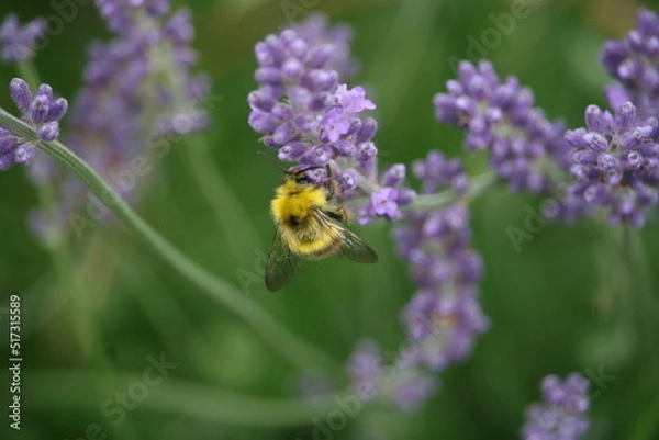 Obraz Bug sitting on a flower