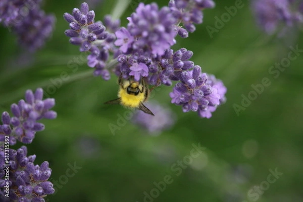 Obraz Bug sitting on a flower