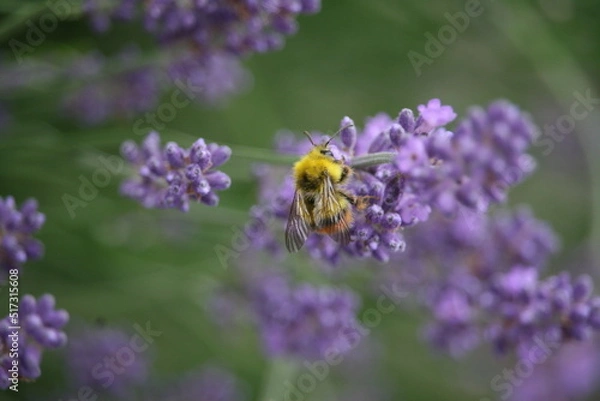 Obraz Bug sitting on a flower
