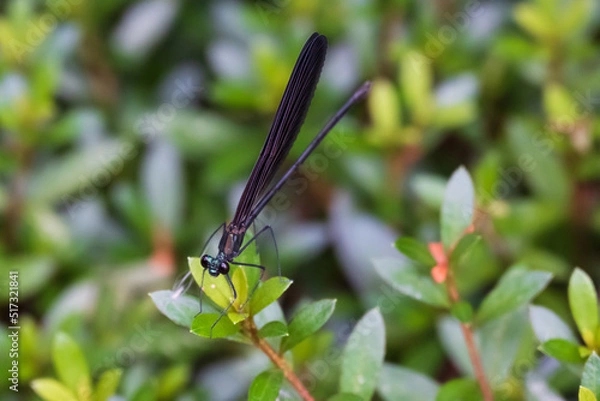 Fototapeta 神様のトンボ ハグロトンボのメスがサツキの芽にとまる