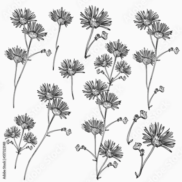 Fototapeta Set of vector hand drawn chamomiles in rustic style