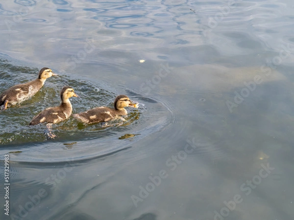 Fototapeta Cute little duckling swimming alone in a lake or river with calm water