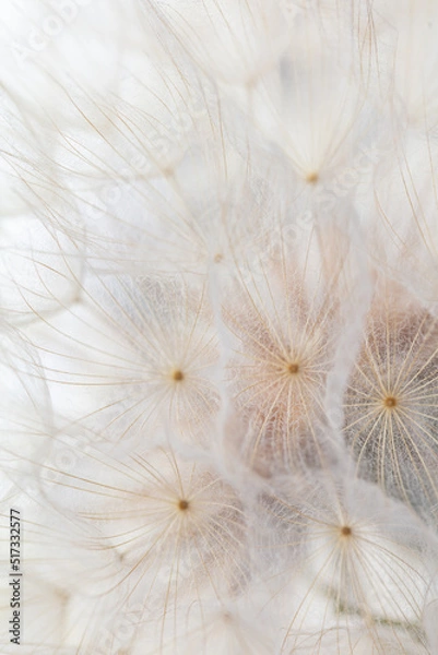 Fototapeta Abstract dandelion macro flower background. Seed macro closeup. Soft focus