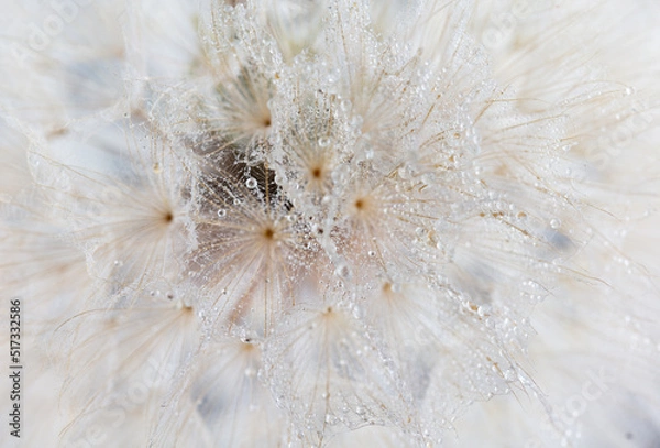Fototapeta Abstract dandelion macro flower background. Seed macro closeup. Soft focus