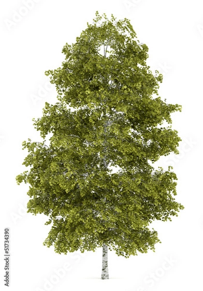 Obraz brzoza na białym tle