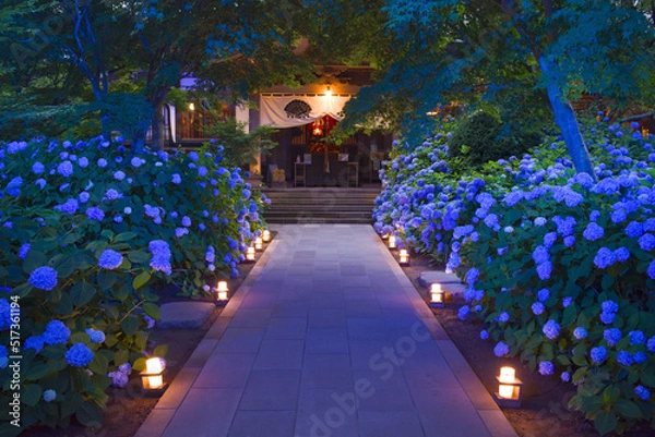 Fototapeta 日本、秋田、雲昌寺の紫陽花ライトアップ