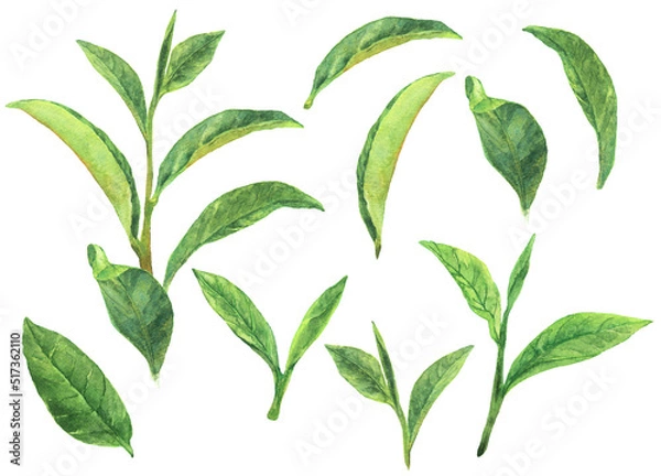 Obraz 水彩 抹茶の葉っぱの素材集