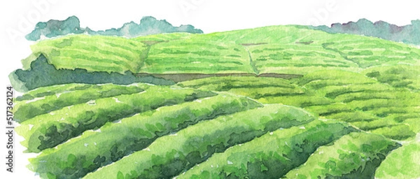 Obraz 水彩 茶畑