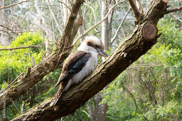 Obraz Kookaburra in a tree