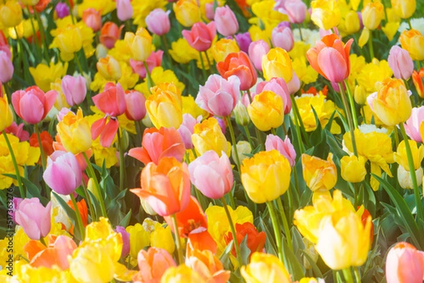 Obraz チューリップ