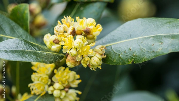 Obraz Bay Tree Blossom