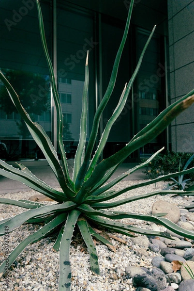 Obraz cactus in the sun