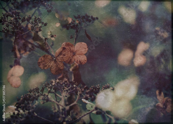 Fototapeta Vintage grunge textured dark botanical moody nature background of dead dried hydrangea flowers
