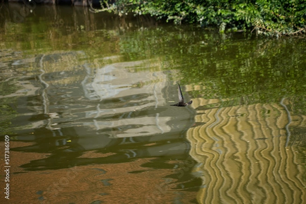 Obraz Virtuose du vol, l'hirondelle de rivage survole le canal de la Marne au Rhin en Alsace afin de boire mais aussi d'attraper les insectes à la surface de l'eau